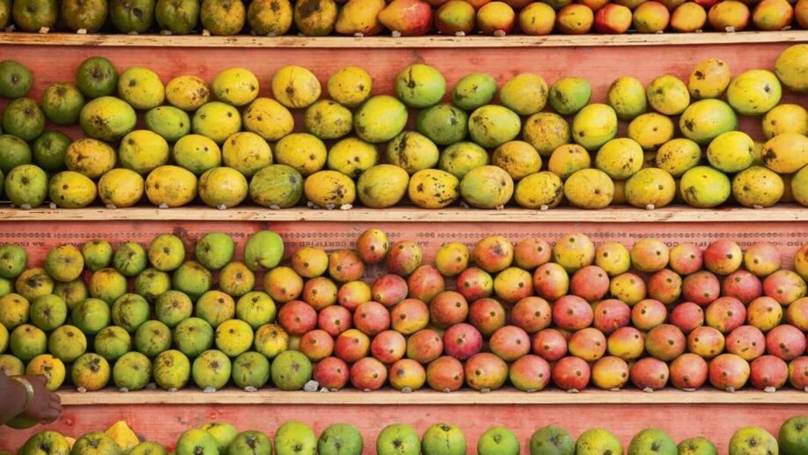 From Konkan's Alphonso to Andhra's Imam Pasand, why are Indian mangoes losing their sweet spot?