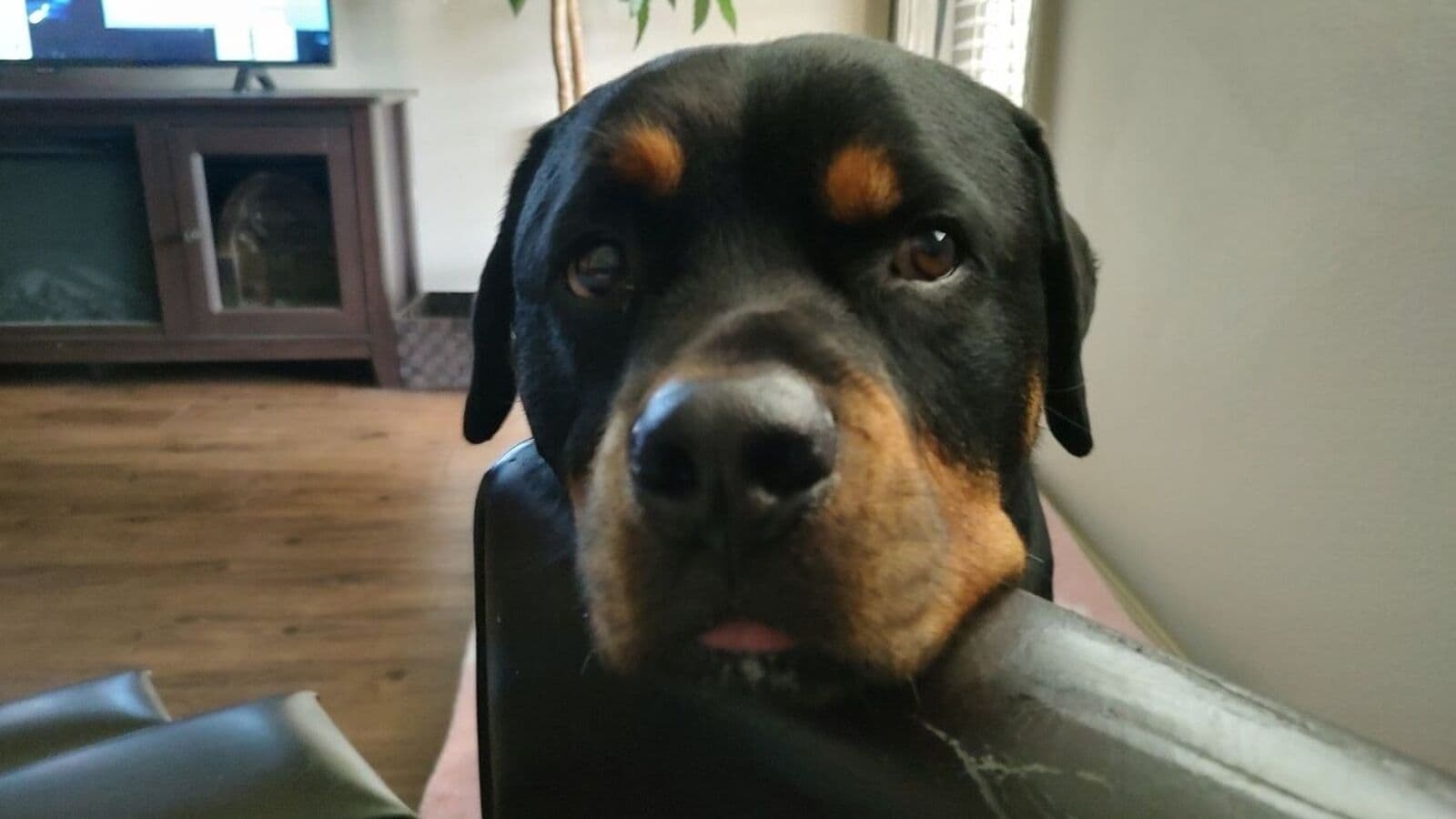200 stitches, 2 fractures: 75-year-old woman attacked by 2 Rottweiler dogs in Dehradun, remains critical