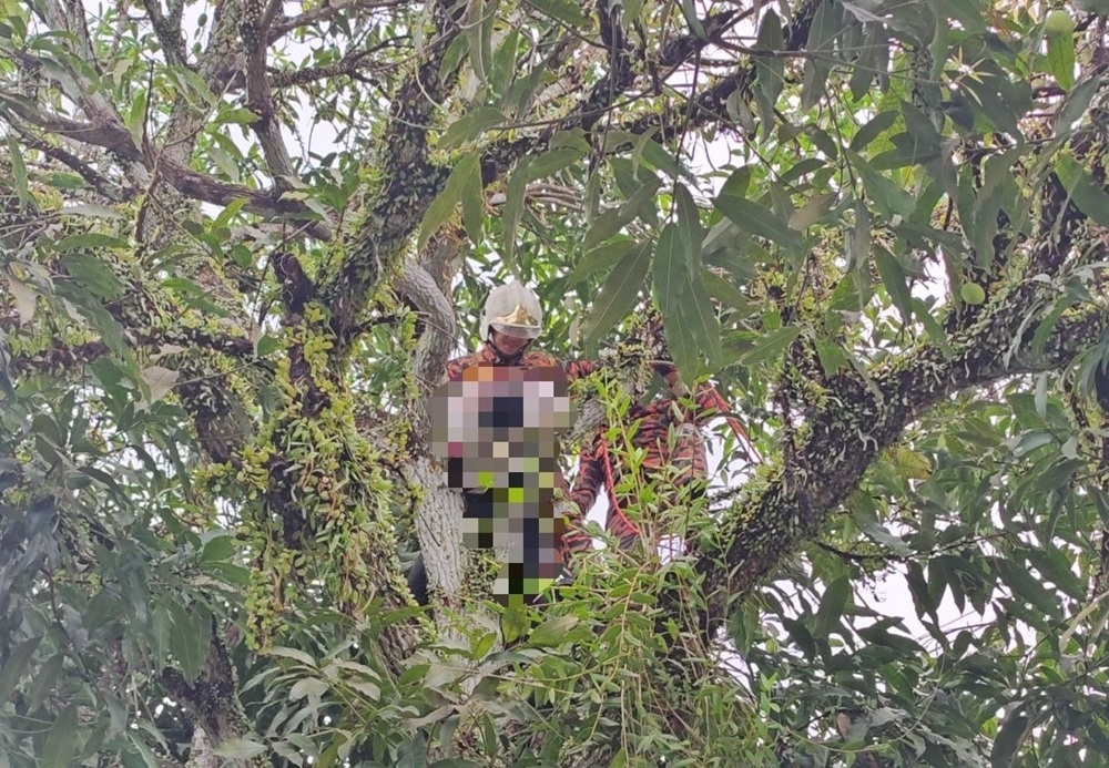 Sabah man dies after metal rod touches live wire while plucking mangoes in Papar