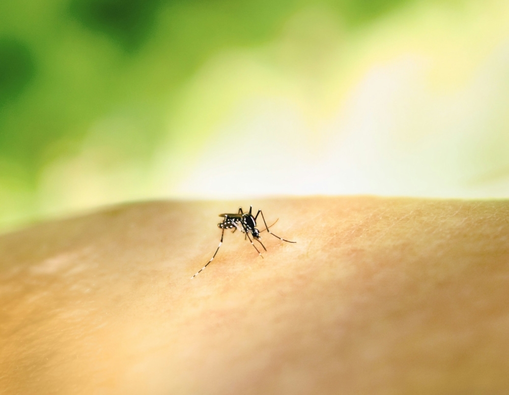 When the heat rises, so do the mosquitoes, and dengue — Rafidah Lani