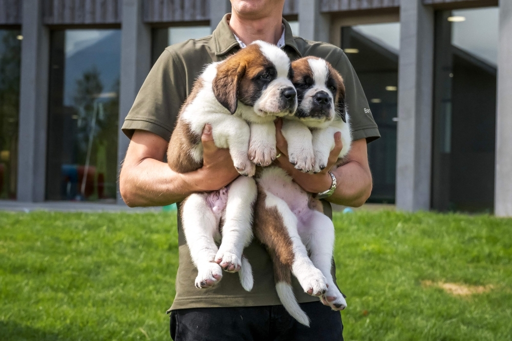 Say woof! A unique Swiss theme park reopens — and its St Bernards are ready for their close-up