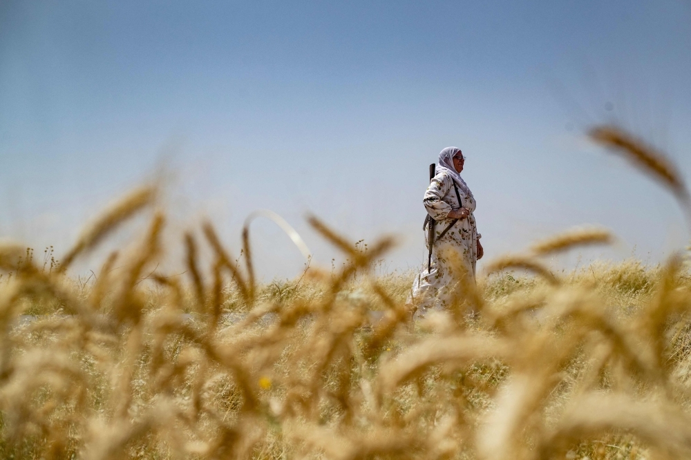 Wheat becomes battleground as Syria's worst drought in 60 years threatens 16 million