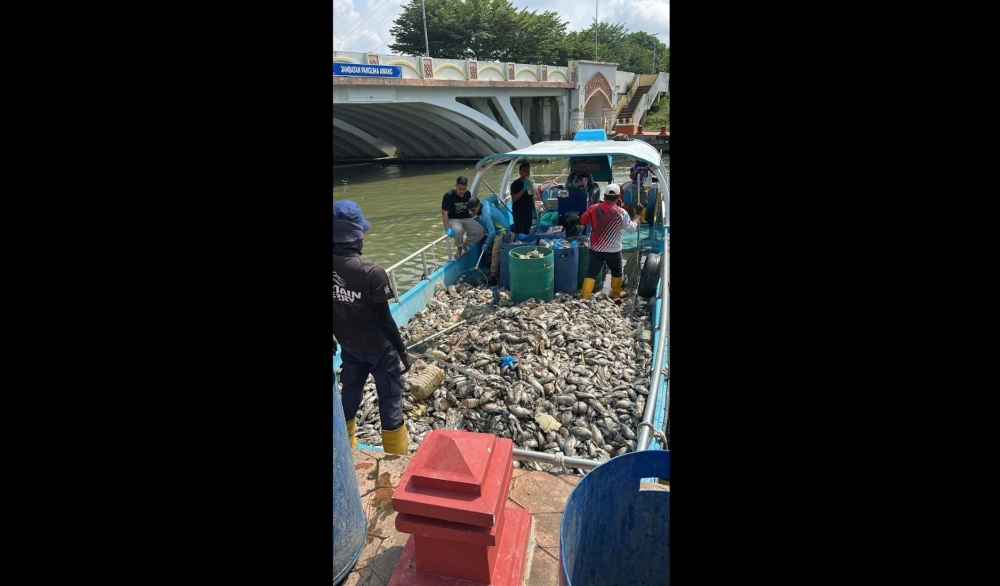 Thousands of dead tilapia found floating in Melaka River, pollution probe launched