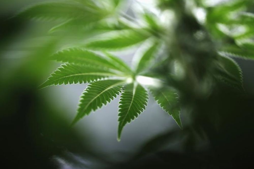 Ganja on the rise: Melaka and Cheras are new drug hotspots, anti-narcotics data shows