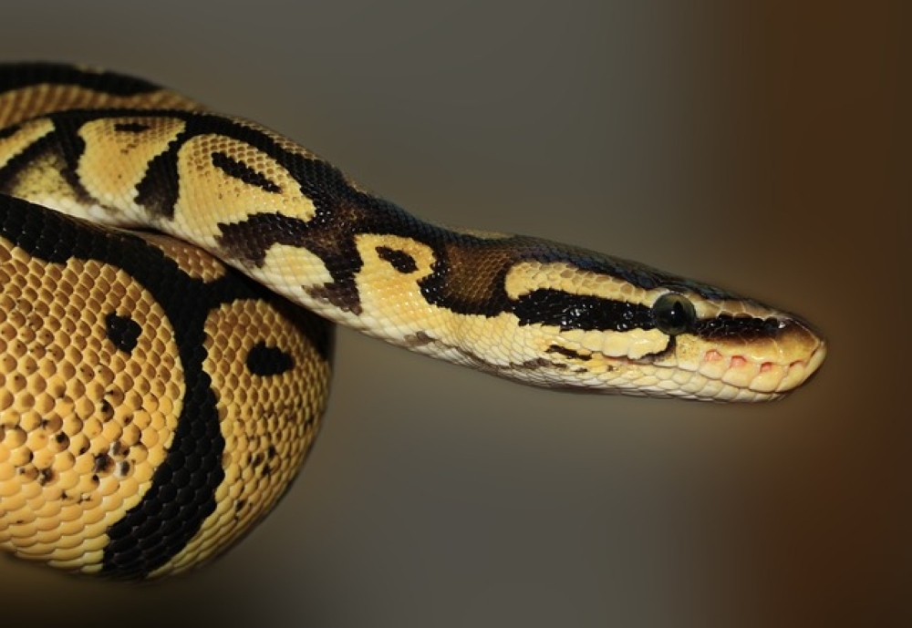 Snakes on a plane, again: India foils third Thailand wildlife smuggling attempt this month