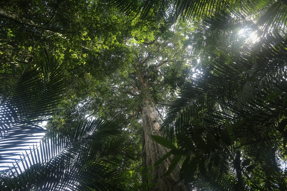 Hunting the hunters: Perhilitan's elite armed unit takes aim at foreign poachers in Malaysia's protected forests