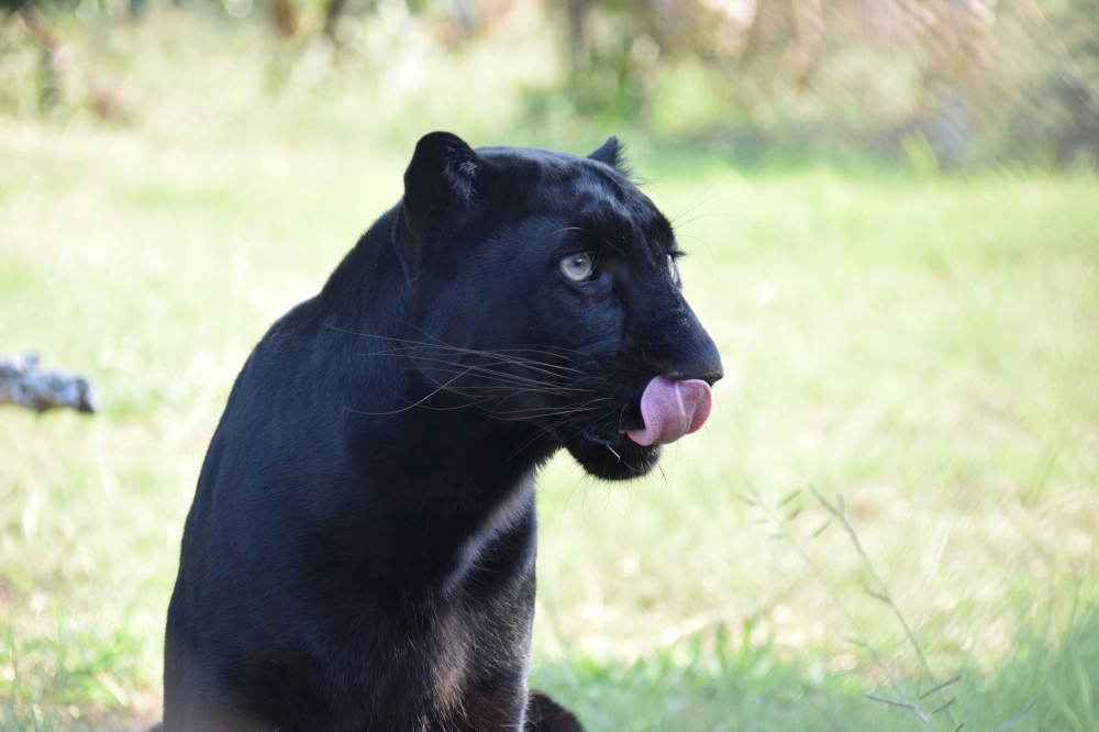 From ‘Kopi Peng' to ‘Tuah': Malaysians flood Zoo Melaka contest to name panther cub, submission form closes early
