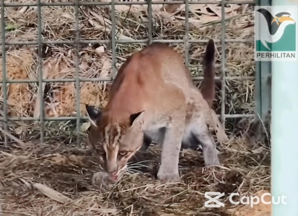 Man injured by wild animal, suspected to be Asian golden cat, in Kuala Pilah