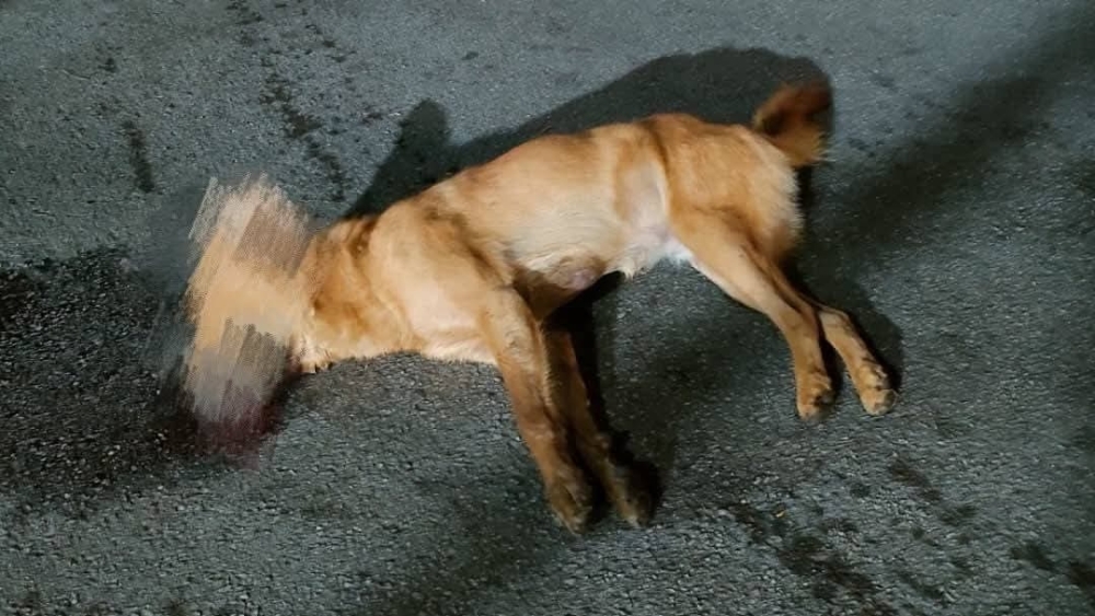 Dead dogs, cats and birds found on Penang Hill as PHC lodges police report
