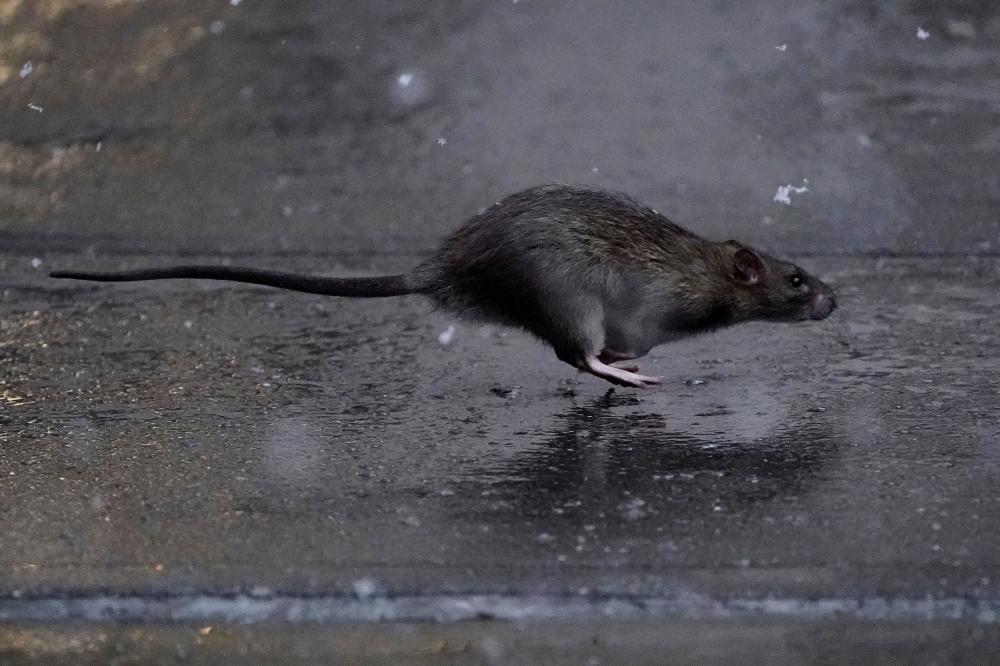 Got rats? MPAJ offers to pay RM3 for each at Pekan Ampang market