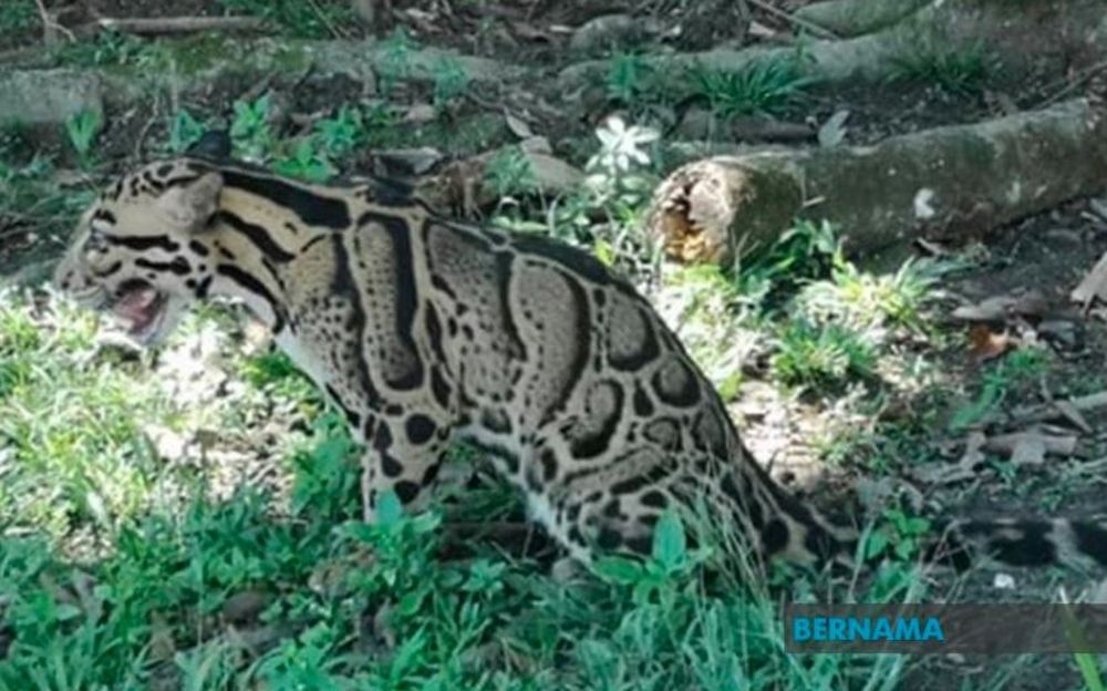 Leopard parts case: Appellate court ups jail term to four years for Vietnamese offender