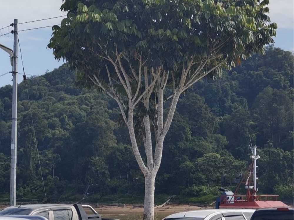 From symbol to stump: Song's famed dabai tree sawn off in Kapit council's clean-up drive (VIDEO)