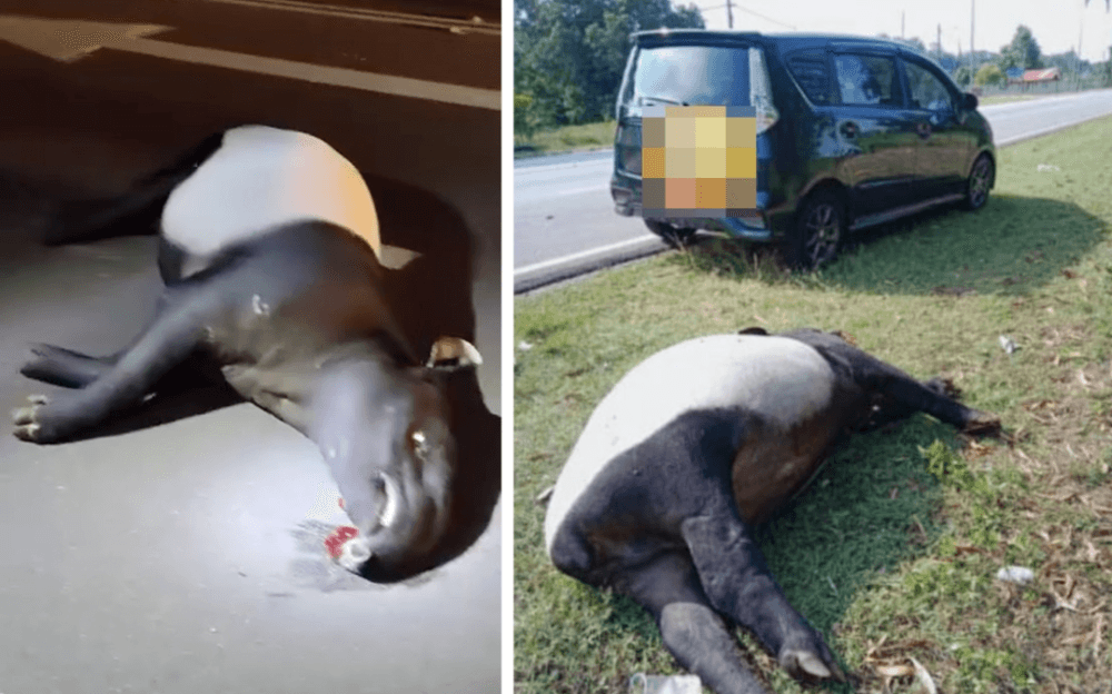 Cherating campers mourn friendly tapir killed by car on dark stretch of Kuantan-Kemaman road: ‘He was part of the park's charm'