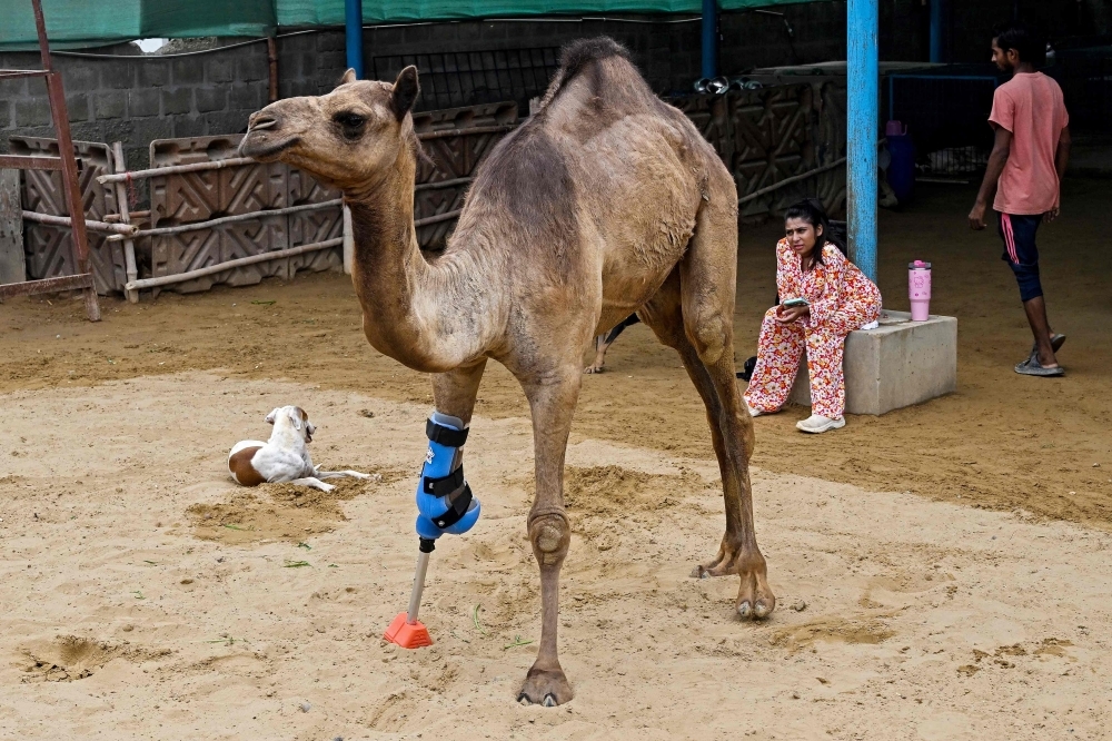 ‘A dream come true': Cammie the camel takes her first steps on prosthetic leg after brutal attack