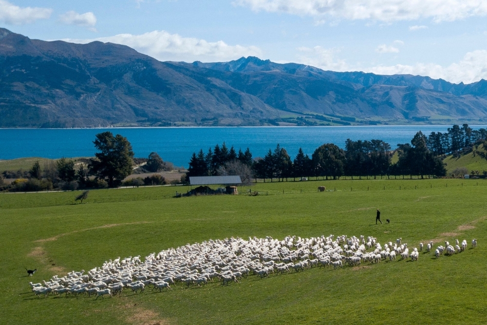 Lamb-grab: New Zealand farmers fight back as pines take over pasture