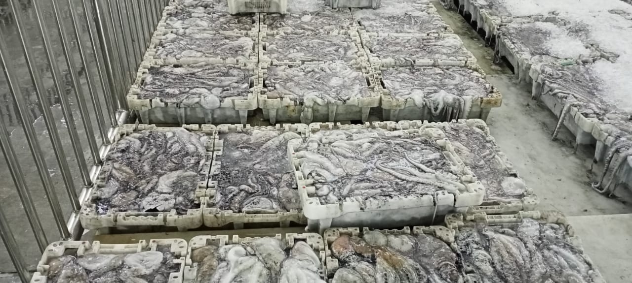 مفرغات الأخطبوط ترفع مؤشرات البيع في سوق السمك بميناء آسفي