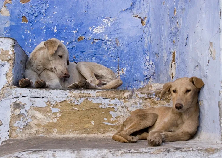 Morocco's Interior Minister Slams Media Campaign Over Stray Dogs Issue
