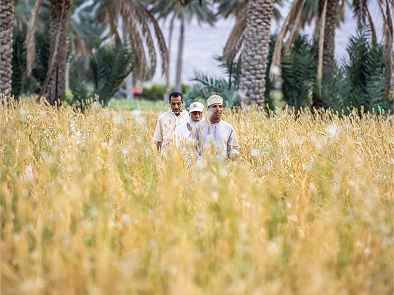 Oman sees strong start to 2025 wheat harvest season