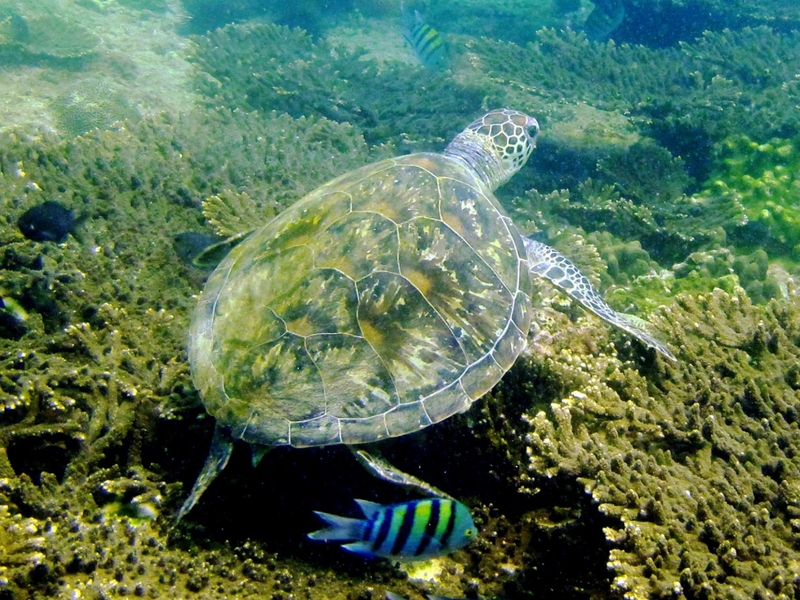 EA launches turtle hatchling monitoring project at Ras al Hadd