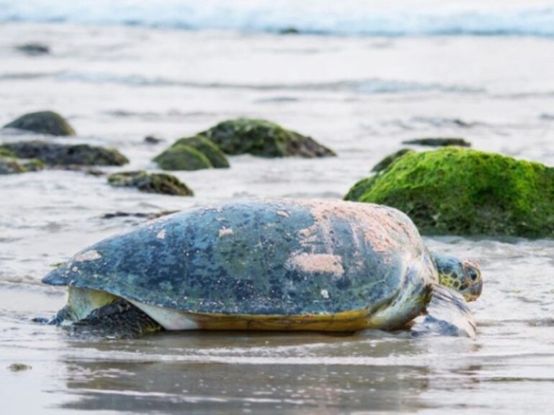 South Sharqiyah proposes turtle reserve in Masirah Island