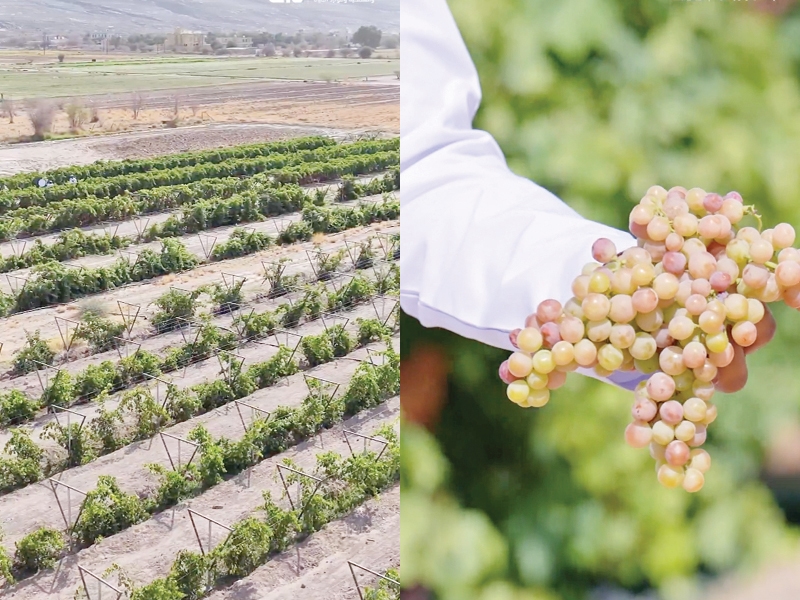 Nizwa vineyard venture boosts agriculture, tourism