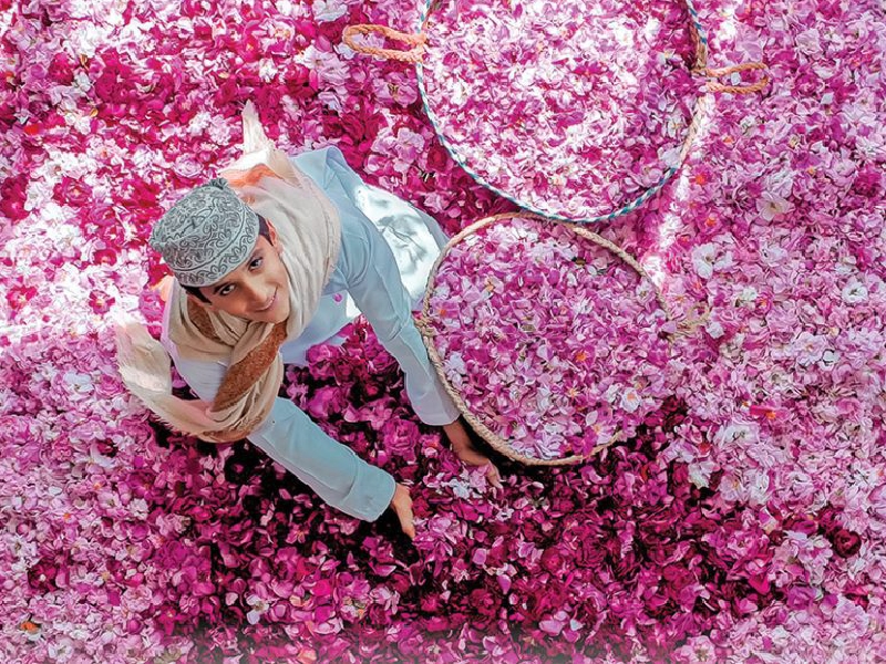 RO150,000 programme to enhance Jabal Akhdar rose production