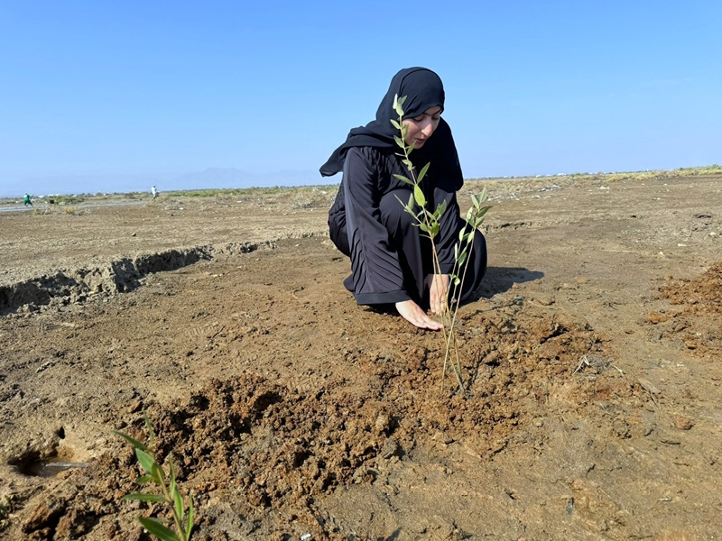 Ibra pilot project aims to turn homes into green spaces