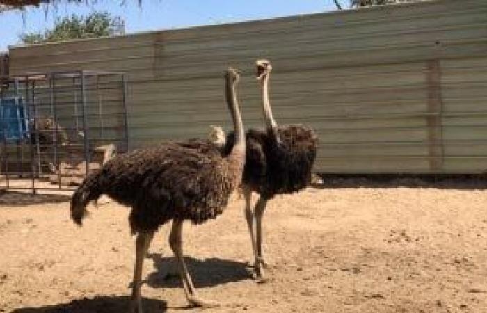 تقارير مصرية : تعرف على كيفية الاستفادة الاقتصادية من النعام