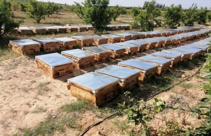 إقتصاد : 11 ألف ترخيص زراعي جديد في المملكة خلال 3 أشهر.. والنحل والدواجن بالصدارة