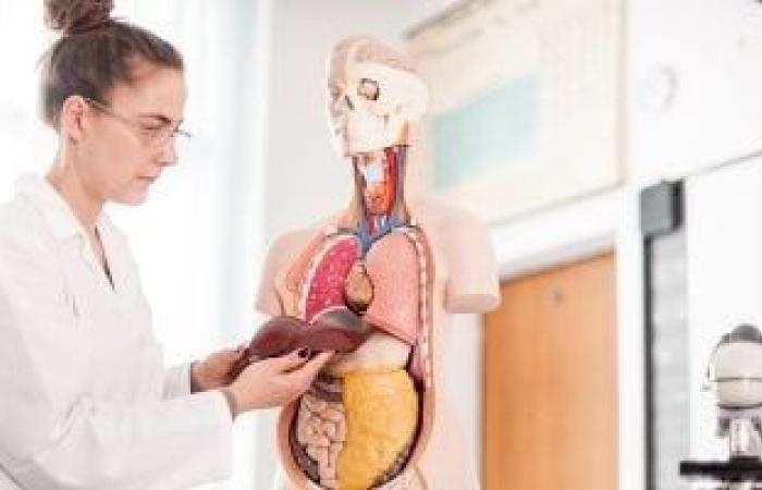 صحة وطب : كيف يؤدى الكبد الدهني إلى تفاقم مرض السكر؟.. وإزاى تحافظ على نفسك
