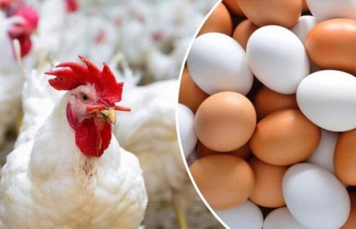 الفراخ البيضاء بكام؟.. أسعار الدواجن والبيض اليوم الثلاثاء 8 يوليو 2025