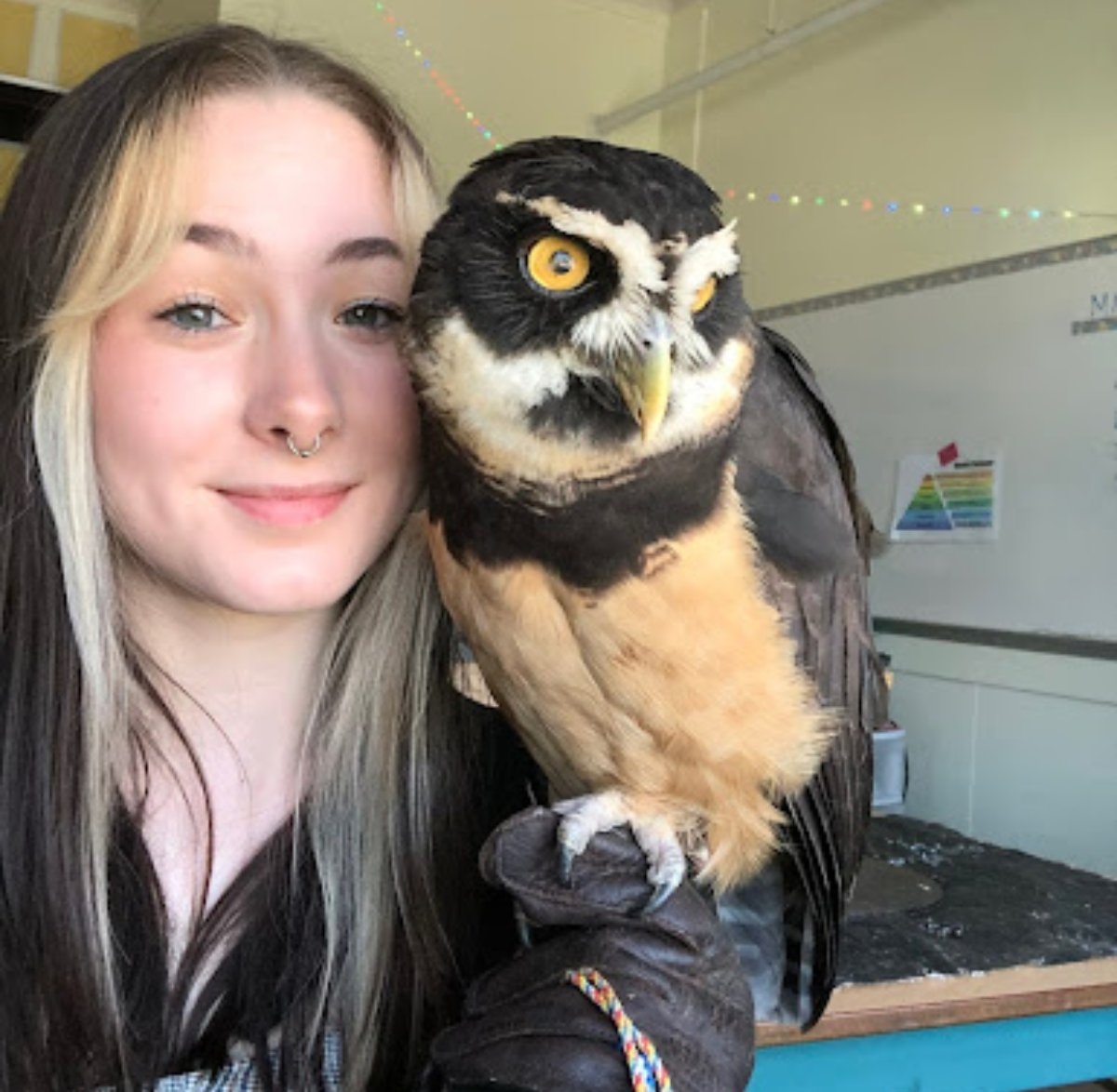 'Super-cool' birds of prey make valuable contributions