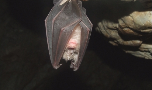 Australian man dies from 'extremely rare' bat bite virus
