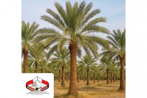 Bahrain Opens Registration for 'Palm Heritage' Competition to Celebrate Agricultural Traditions