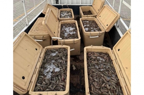 26-year-old caught with illegal catch of shrimp and rabbitfish