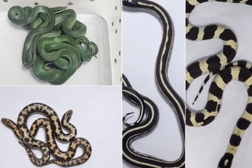 Snakes on a plane bound for India, again