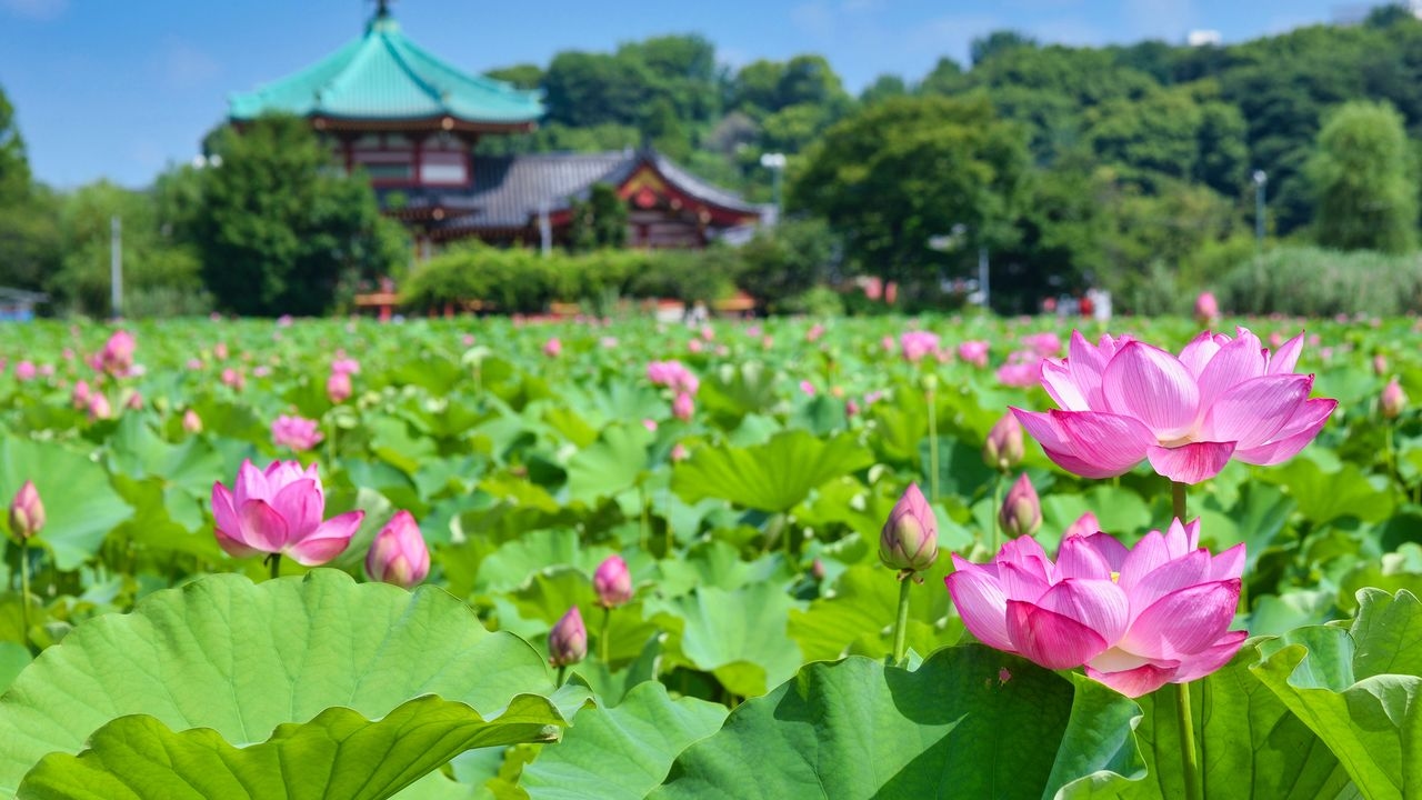 Lotuses in Japan