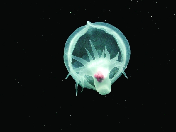 ‘Devious' New Deep Sea Creature Hid Its Identity From Scientists
