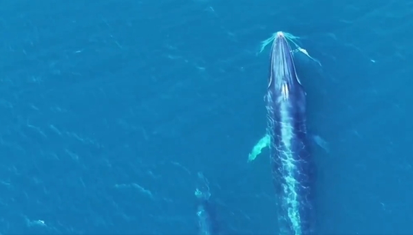 Bryde's whale spotted in Musandam