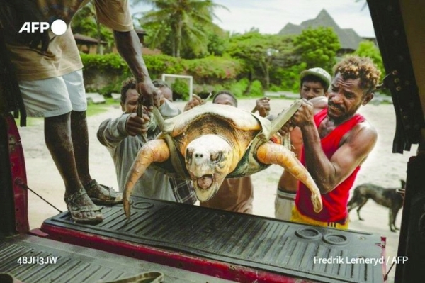 Kenya NGO saves turtles from nets, plastic and rising tides