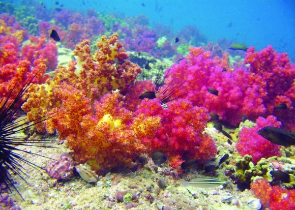 Oman committed to protection of marine biodiversity