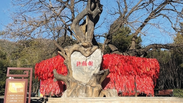 Ancient Trees, Dwindling in the Wild, Thrive on Sacred Ground