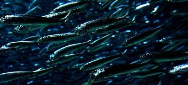 Oman launches lantern-fish development pilot