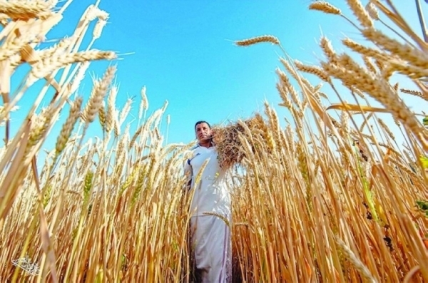 Dhofar leads wheat production in 2024/2025 harvest, says Ministry