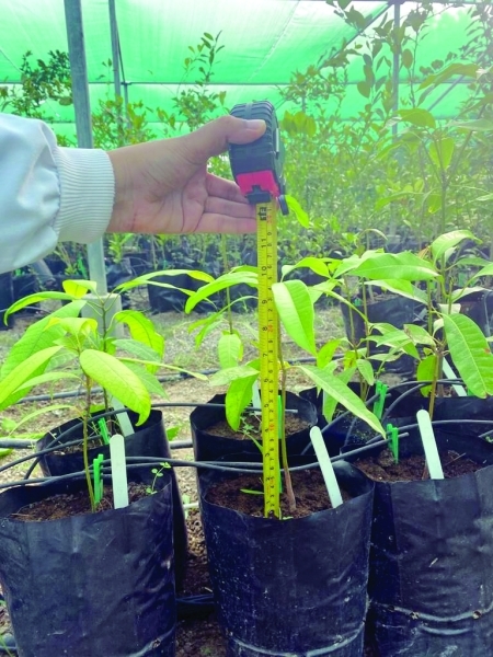 Mango crop development research enhances food security