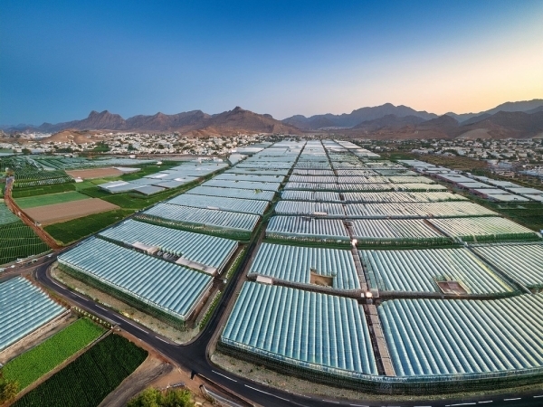'Haseed' links Al Dhahirah farmers with retailers