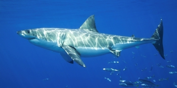 Turning the tide into the right direction for oceans