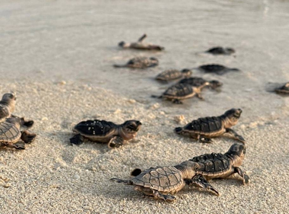 Avoid using lights near beaches at night during turtle nesting season: MoECC