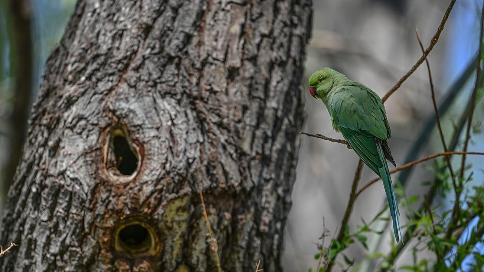Ecologists concerned at parakeet numbers in Belfast park