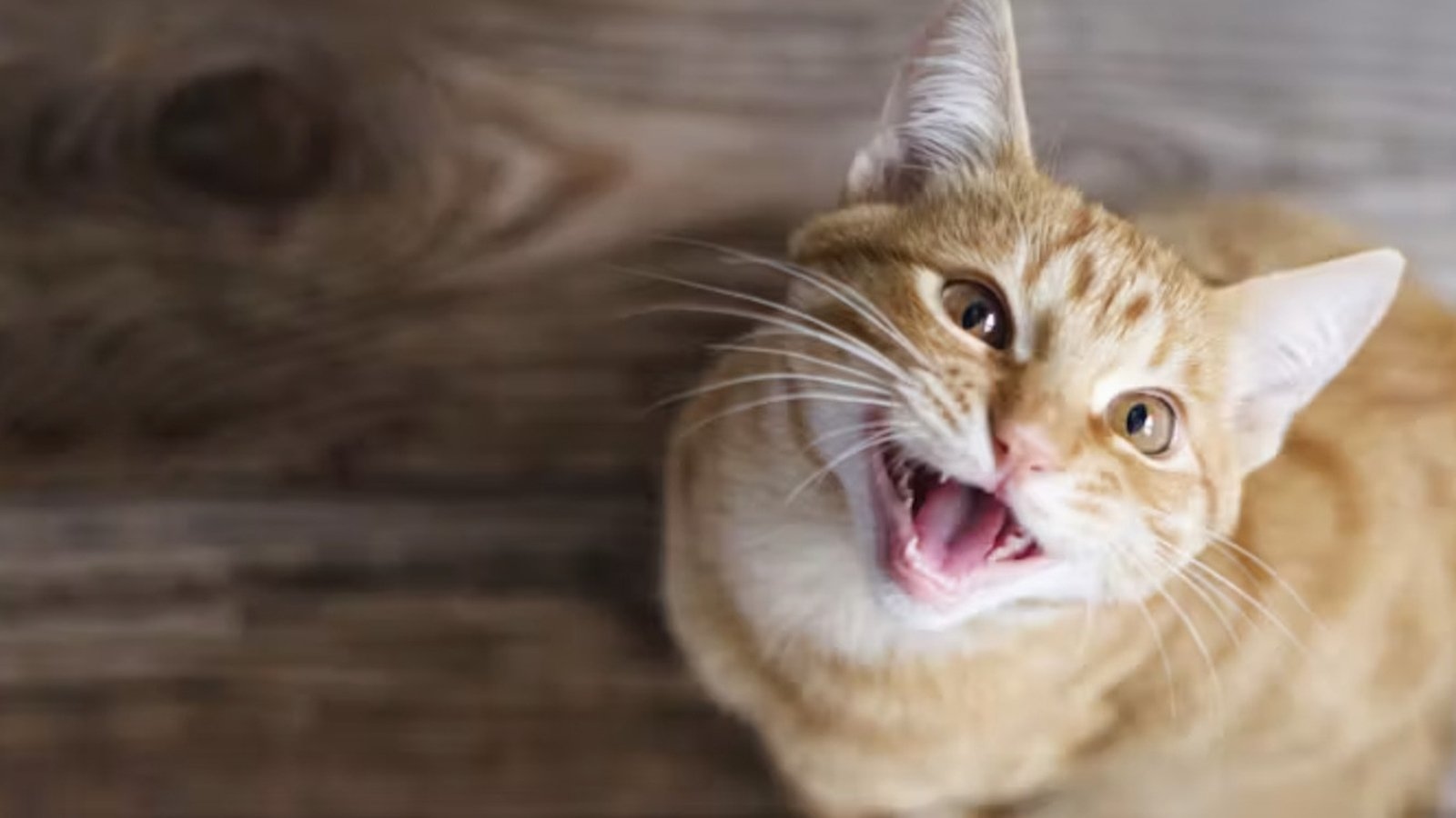 Is your cat loud or quiet? It could be in their genes
